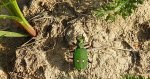 Trzyszcz polny (Cicindela campestris)