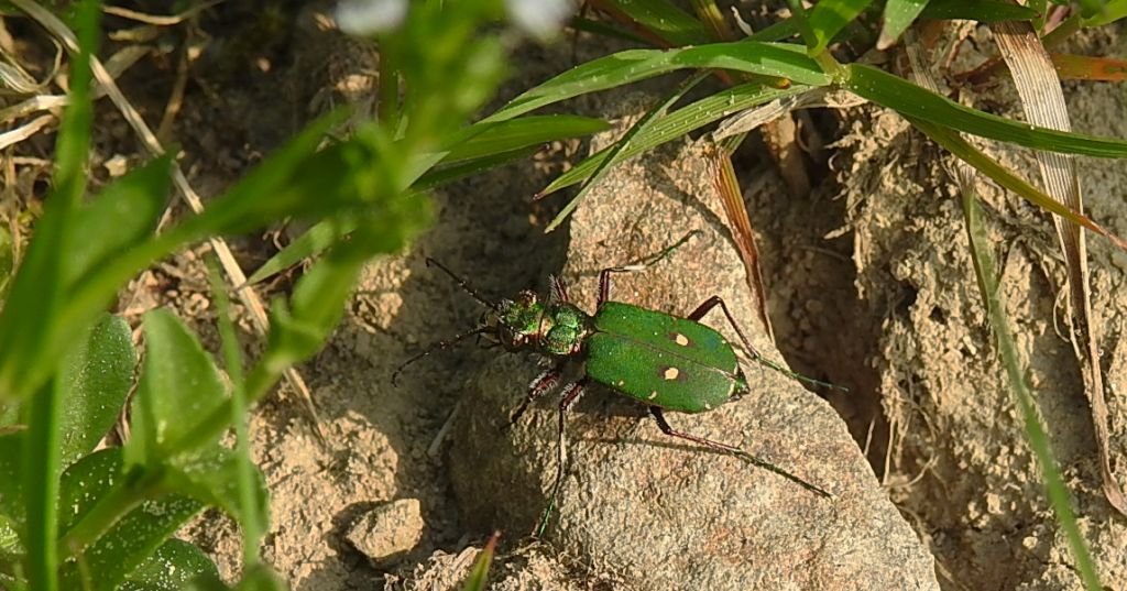 Trzyszcz polny (Cicindela campestris)