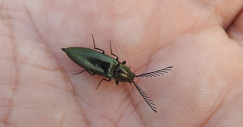 Zaciosek grzebykoczułki (Ctenicera pectinicornis)