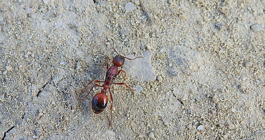 Wścieklica dorodna (Manica rubida)