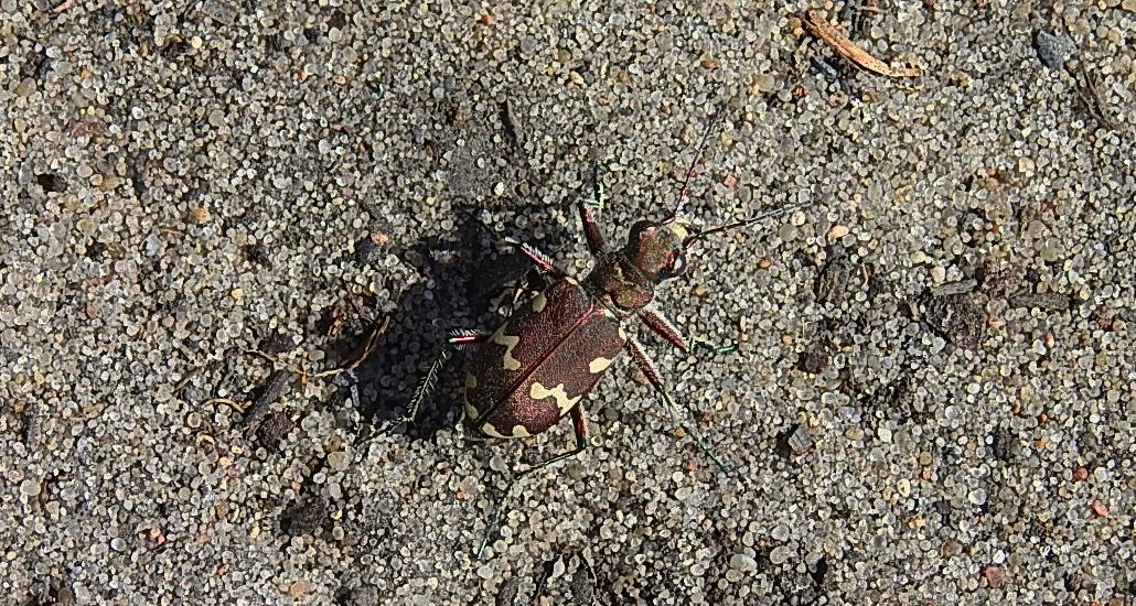 Trzyszcz piaskowy (Cicindela hybrida)