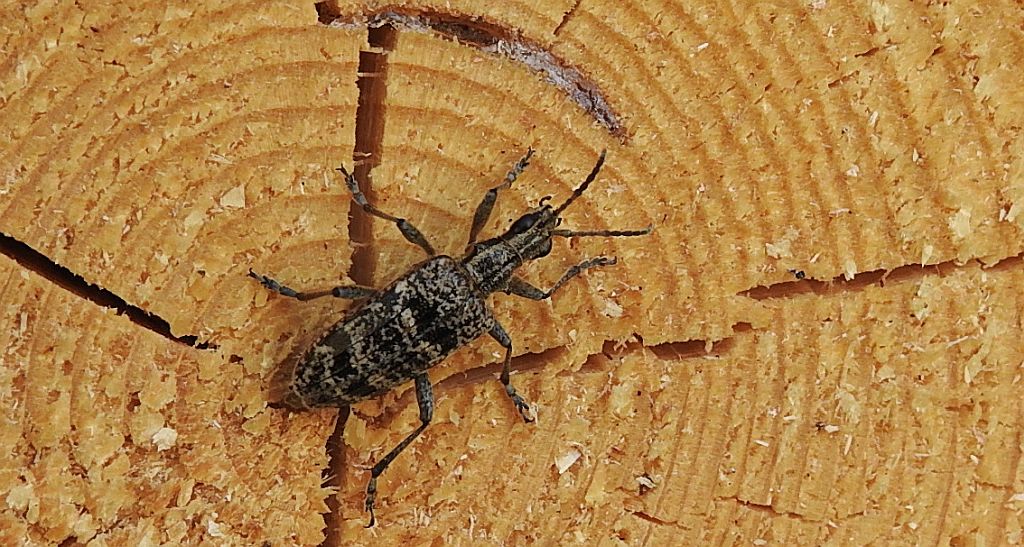 Rębacz pstry, rębacz sosnowiec (Rhagium inquisitor)