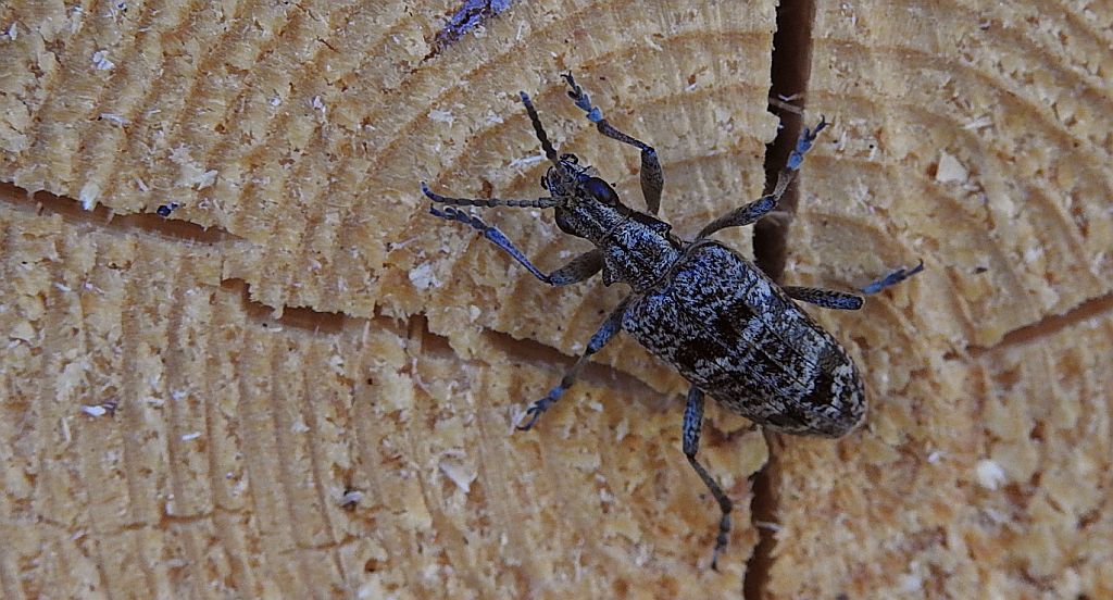 Rębacz pstry, rębacz sosnowiec (Rhagium inquisitor)