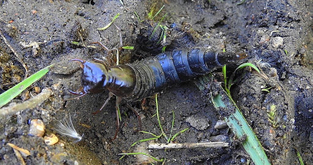 Pływak żółtobrzeżek (Dytiscus marginalis)