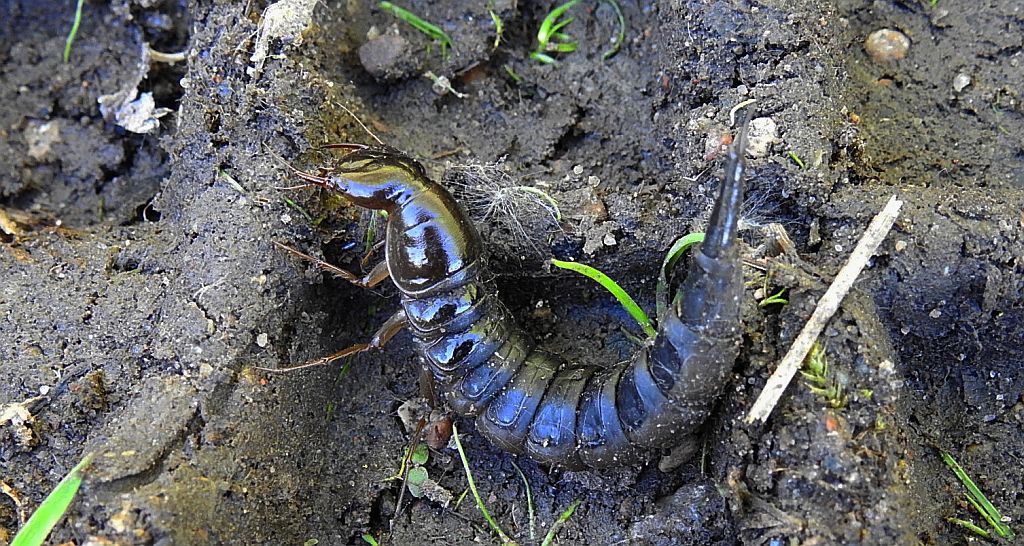 Pływak żółtobrzeżek (Dytiscus marginalis)