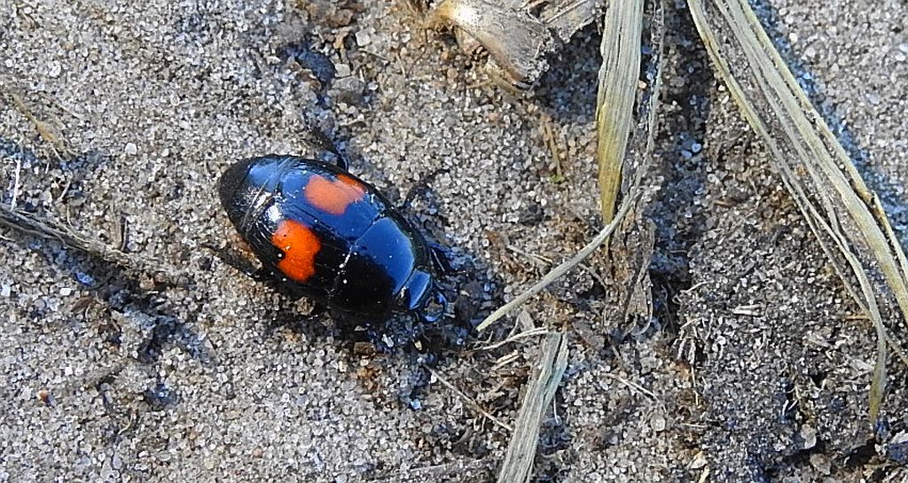 Gnilik - Margarinotus bipustulatus