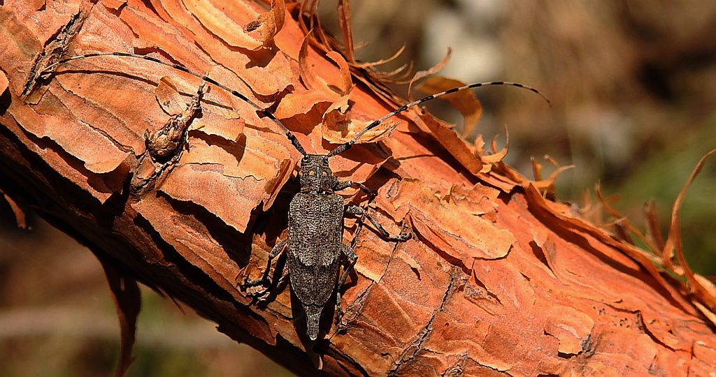 Tycz cieśla (Acanthocinus aedilis)