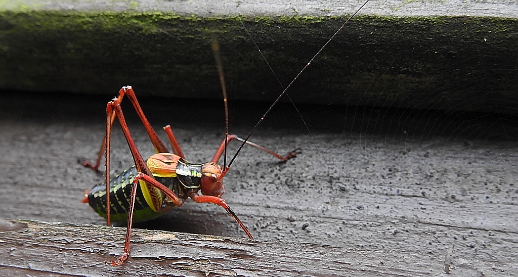 Opaślik sosnowiec (Barbitistes constrictus)
