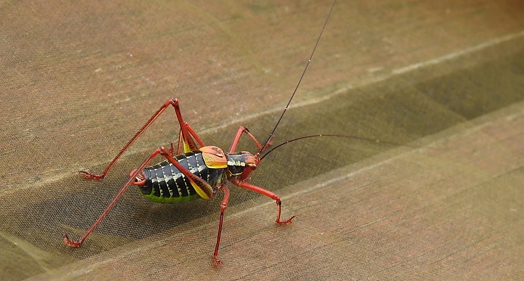 Opaślik sosnowiec (Barbitistes constrictus)