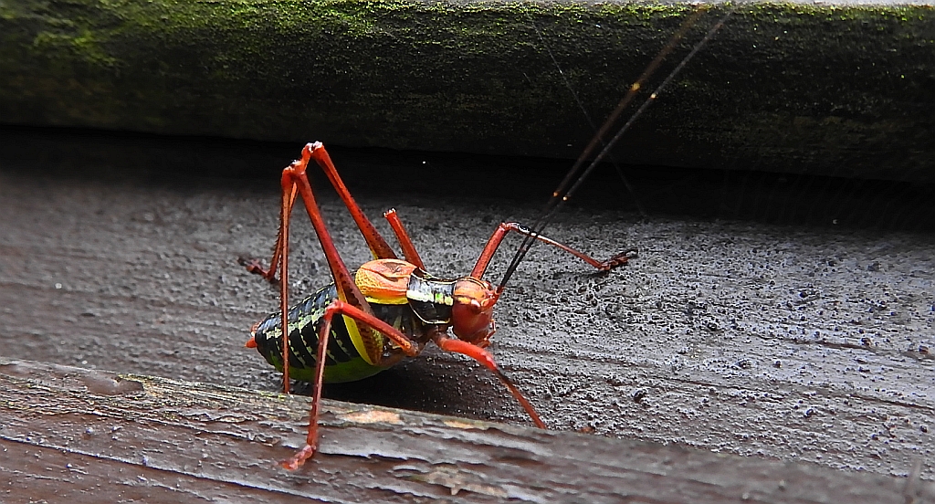 Opaślik sosnowiec (Barbitistes constrictus)
