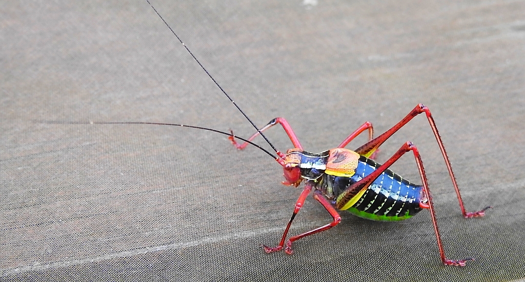 Opaślik sosnowiec (Barbitistes constrictus)