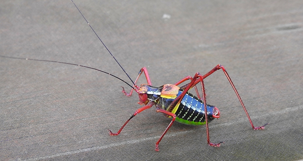 Opaślik sosnowiec (Barbitistes constrictus)