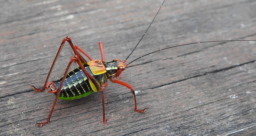 Opaślik sosnowiec (Barbitistes constrictus)