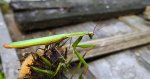 Modliszka zwyczajna (Mantis religiosa)