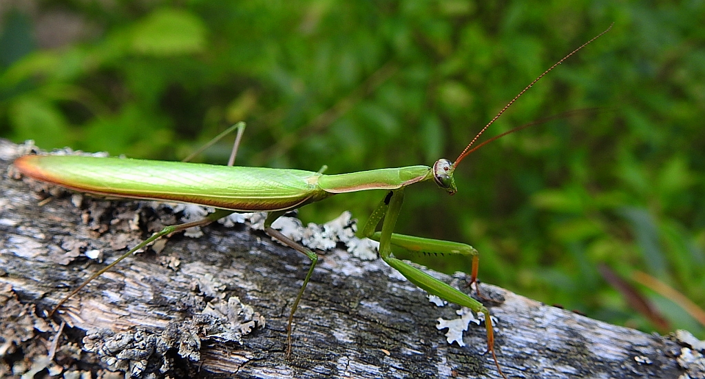 Modliszka zwyczajna (Mantis religiosa)