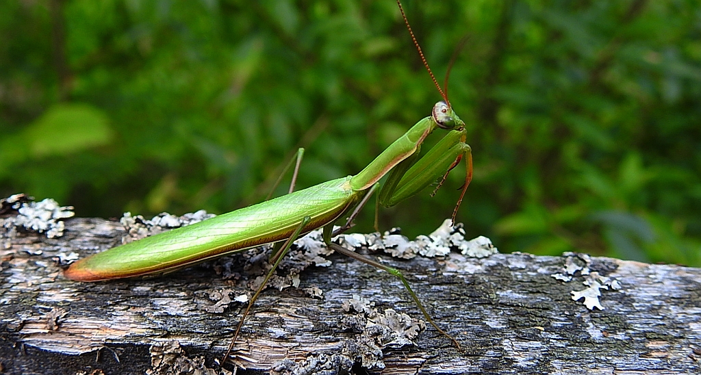 Modliszka zwyczajna (Mantis religiosa)