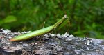 Modliszka zwyczajna (Mantis religiosa)