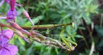 Modliszka zwyczajna (Mantis religiosa)