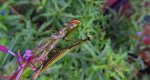Modliszka zwyczajna (Mantis religiosa)