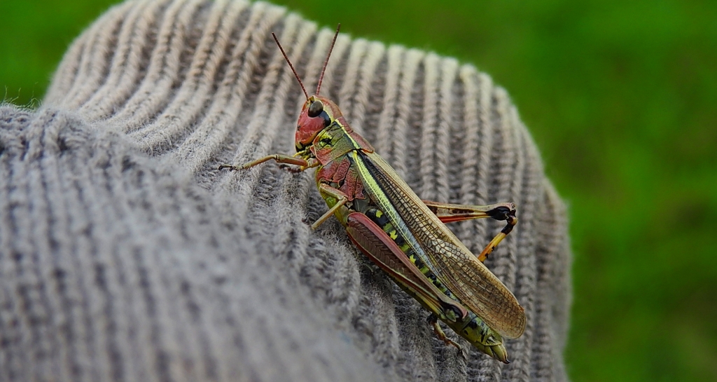 Napierśnik pospolity, napierśnik torfowiskowy (Stethophyma grossum)