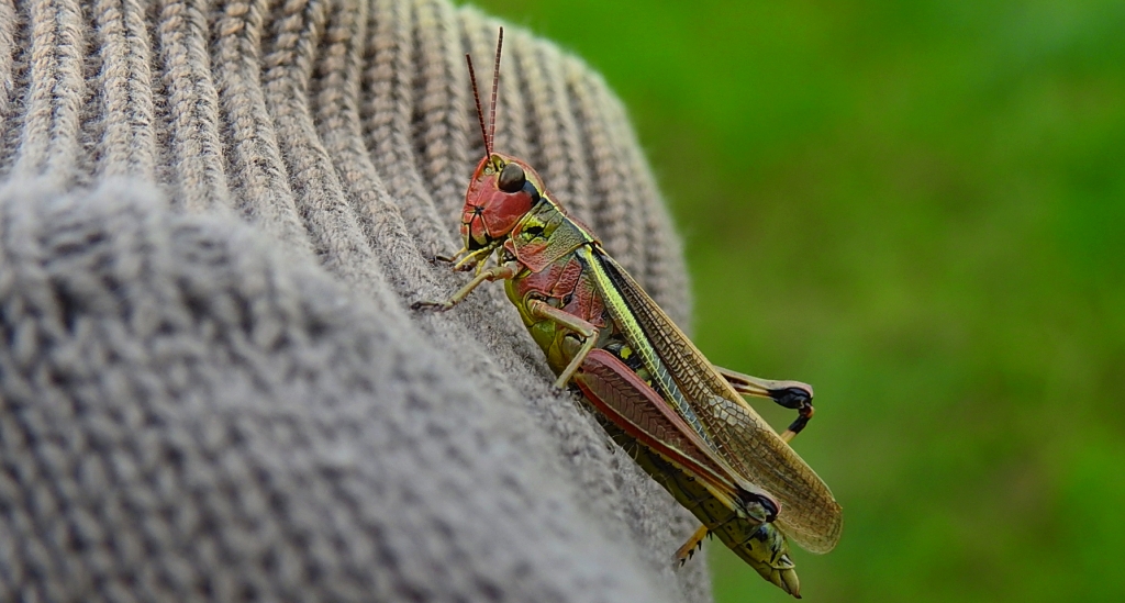 Napierśnik pospolity, napierśnik torfowiskowy (Stethophyma grossum)