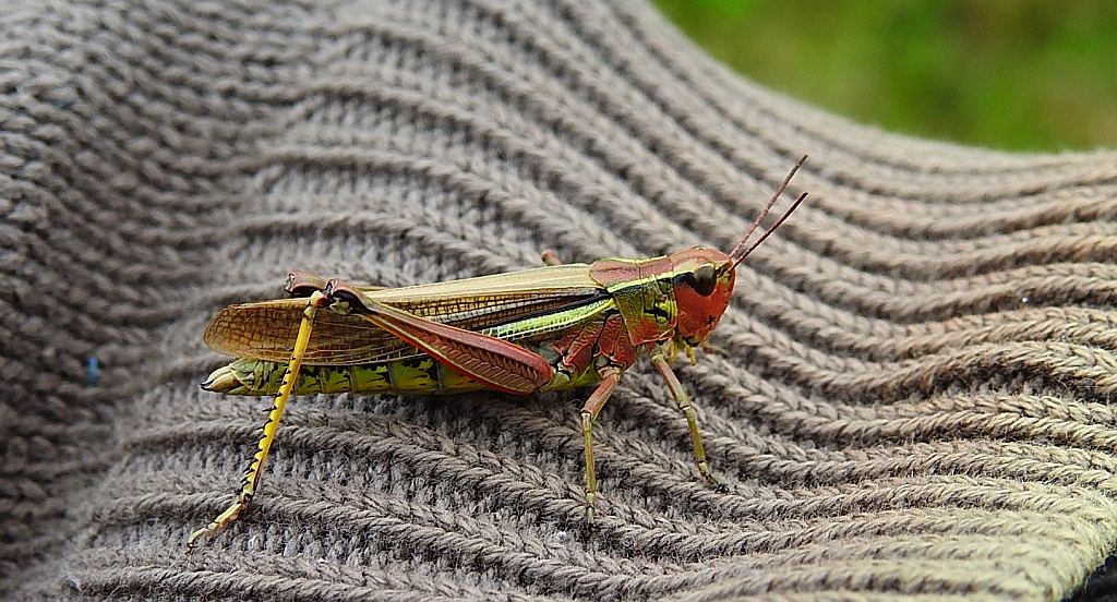 Napierśnik pospolity, napierśnik torfowiskowy (Stethophyma grossum)