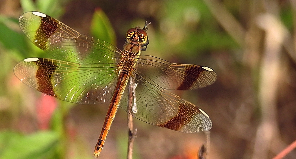 Szablak przepasany, szablak przewiązany, szablak górski (Sympetrum pedemontanum)