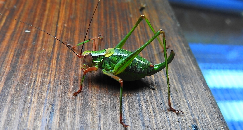 Opaślik sosnowiec (Barbitistes constrictus)
