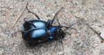 Biegacz gładki (Carabus glabratus)
