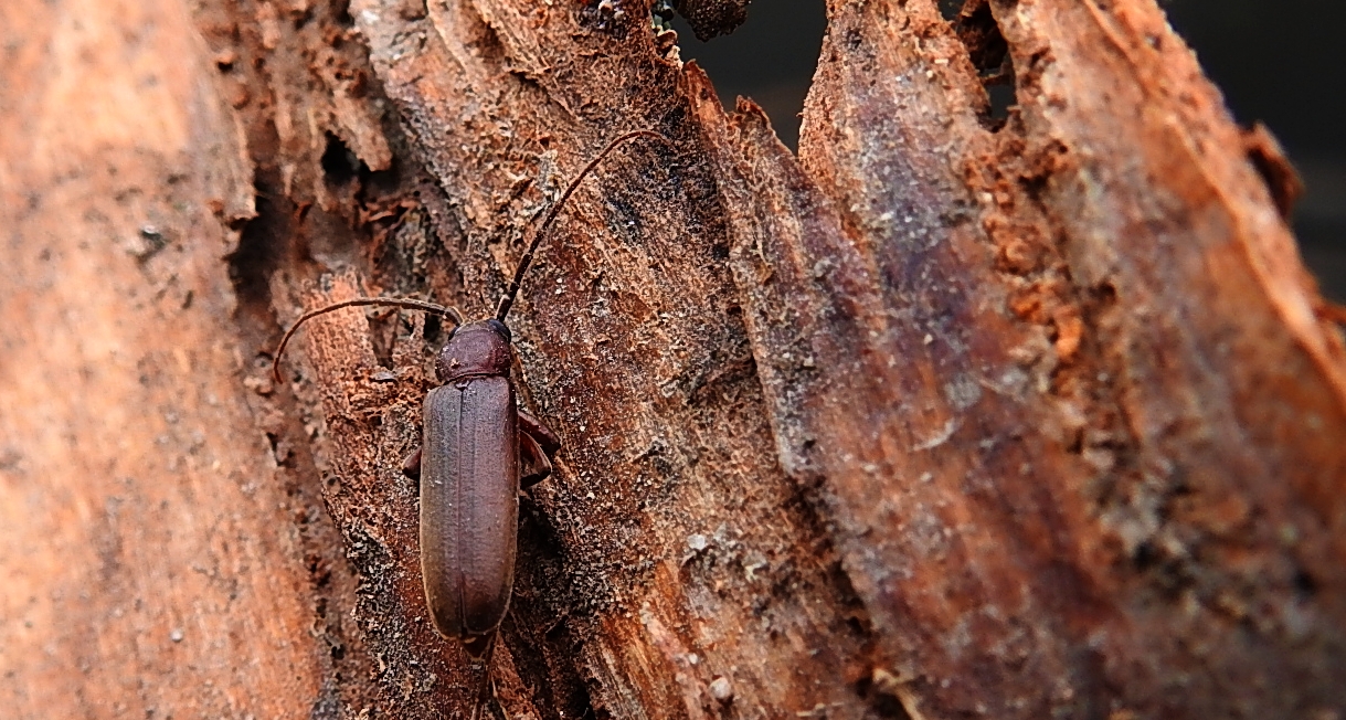 Wykarczak sosnowy (Arhopalus rusticus)