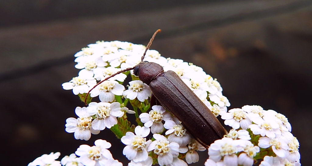 Wykarczak sosnowy (Arhopalus rusticus)