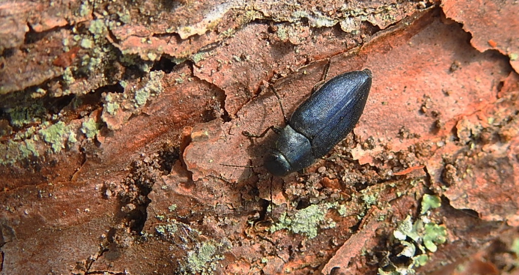Przypłaszczek granatek (Phaenops cyanea, synonim Phaenops cyaneus)
