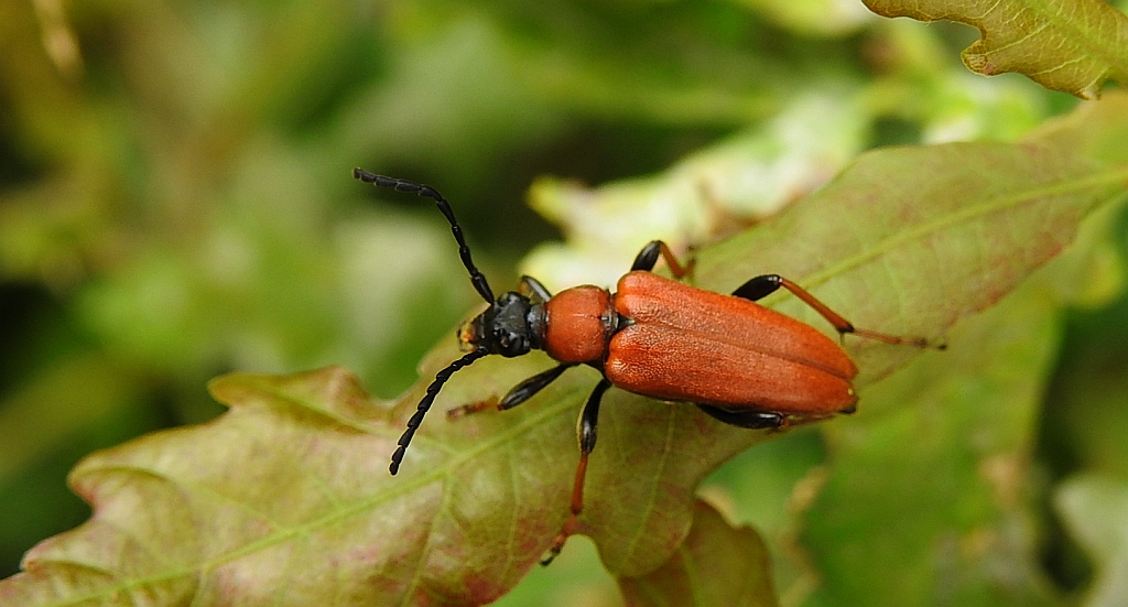 Zmorsznik czerwony (Stictoleptura rubra)