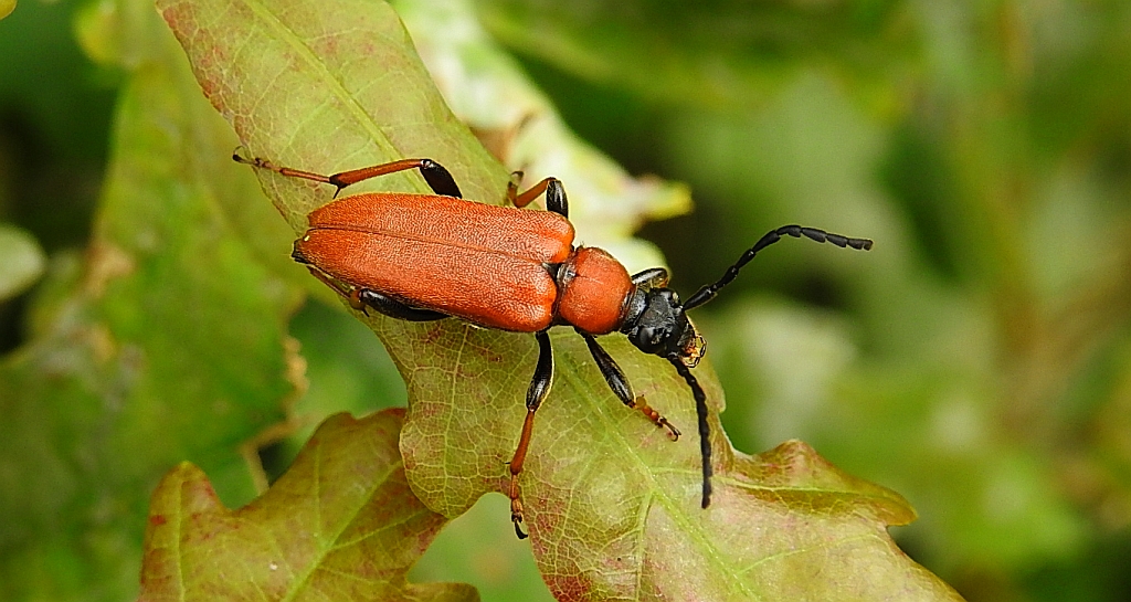 Zmorsznik czerwony (Stictoleptura rubra)