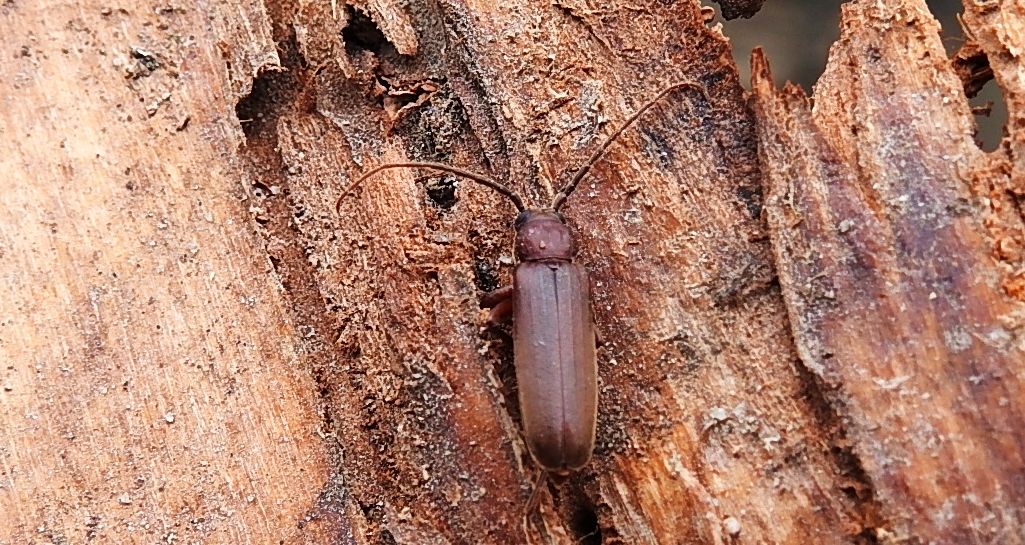 Wykarczak sosnowy (Arhopalus rusticus)