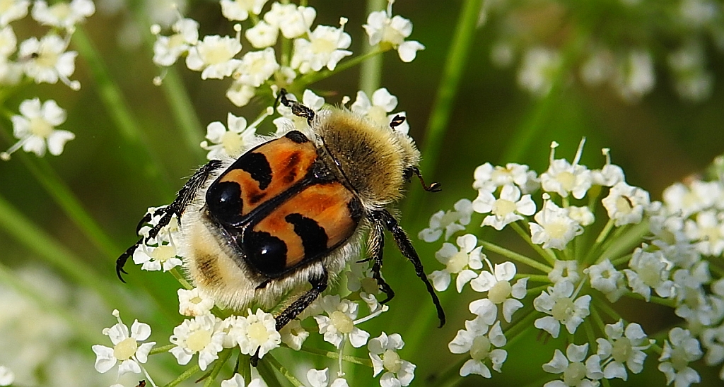 Orszoł prążkowany (Trichius fasciatus)