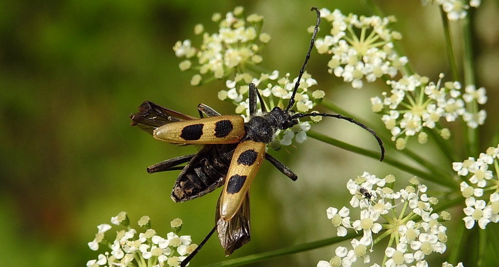 Kwiatomir czteroplamy (Pachyta quadrimaculata)