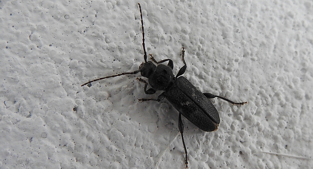 Zagwoździk brunatny, ściga skórzasta (Callidium coriaceum)