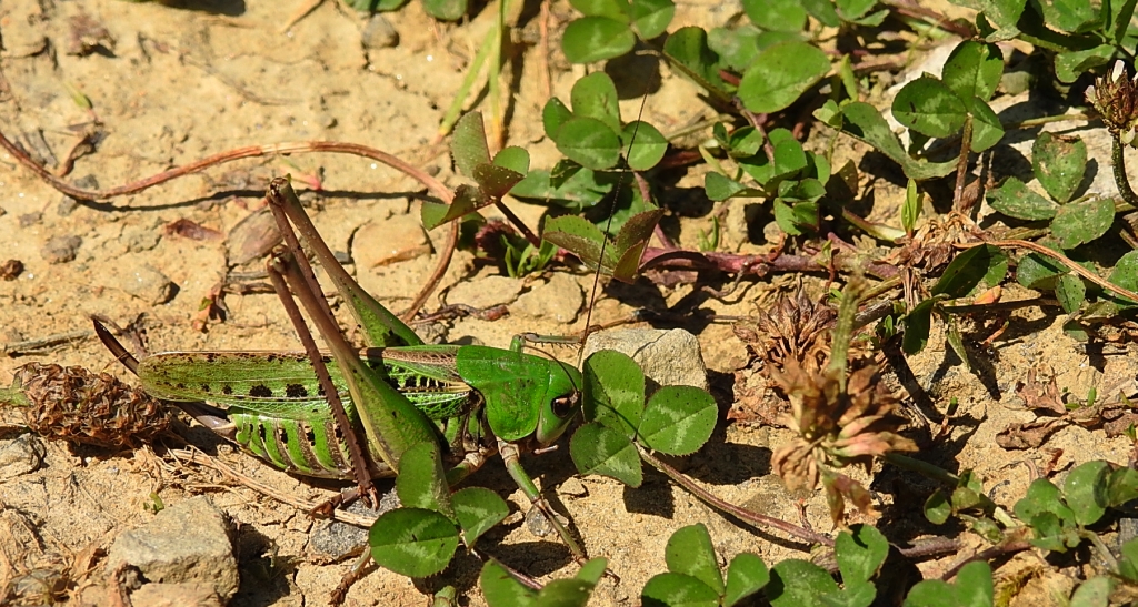 Łatczyn brodawnik (Decticus verrucivorus)