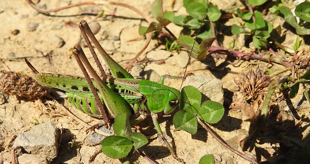 Łatczyn brodawnik (Decticus verrucivorus)