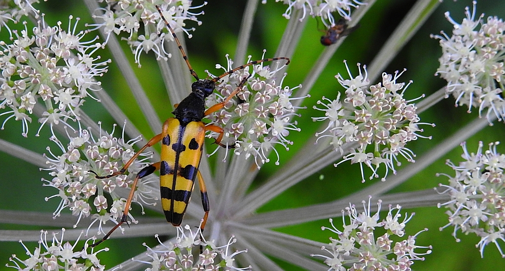 Baldurek pstrokaty, strangalia plamista, pętlak pstrokaty (Rutpela maculata)