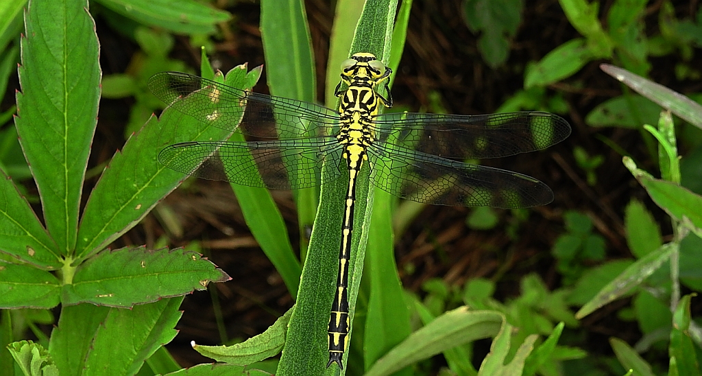 Gadziogłówka żółtonoga (Gomphus flavipes)