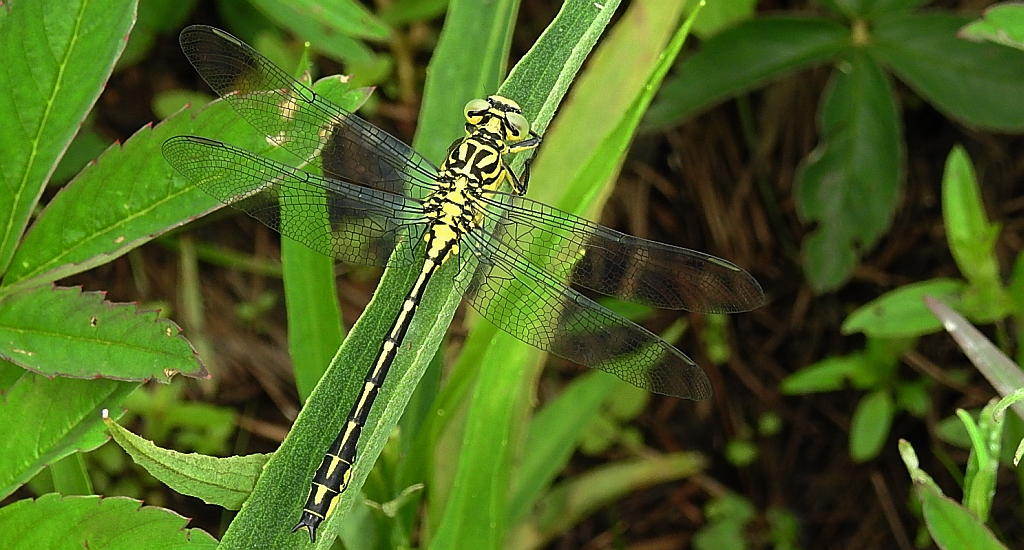 Gadziogłówka żółtonoga (Gomphus flavipes)