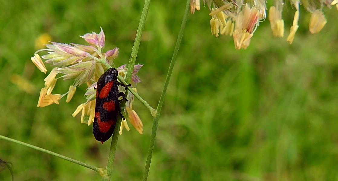 Krasanka natrawka (Cercopis vulnerata)