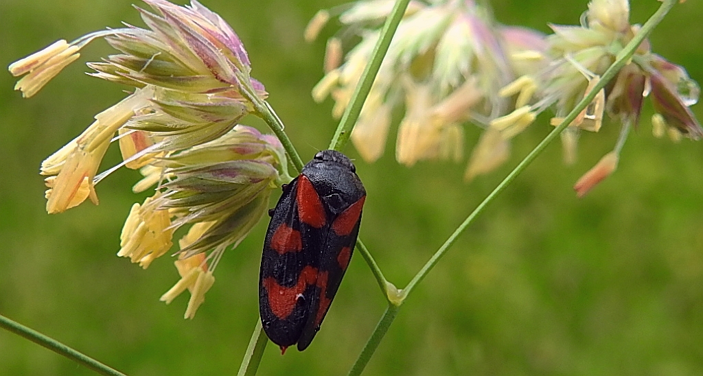 Krasanka natrawka (Cercopis vulnerata)