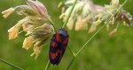 Krasanka natrawka (Cercopis vulnerata)