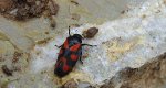 Krasanka natrawka (Cercopis vulnerata)