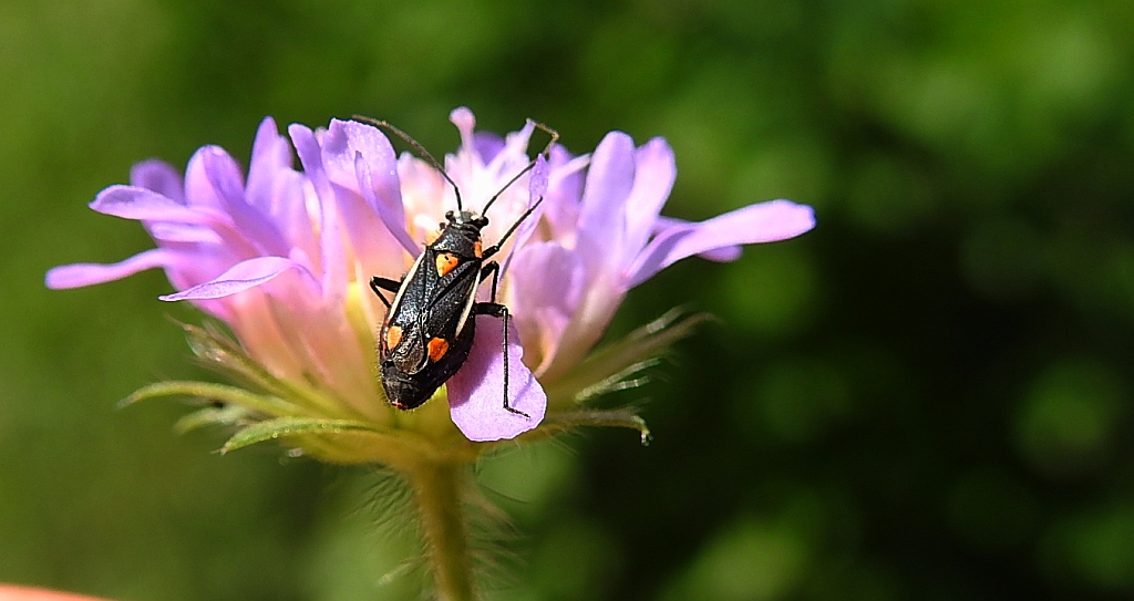 Tasznik - Capsodes gothicus