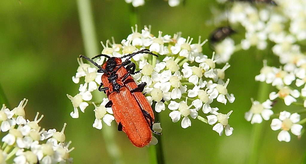 Karmazynek - Lygistopterus sanguineus