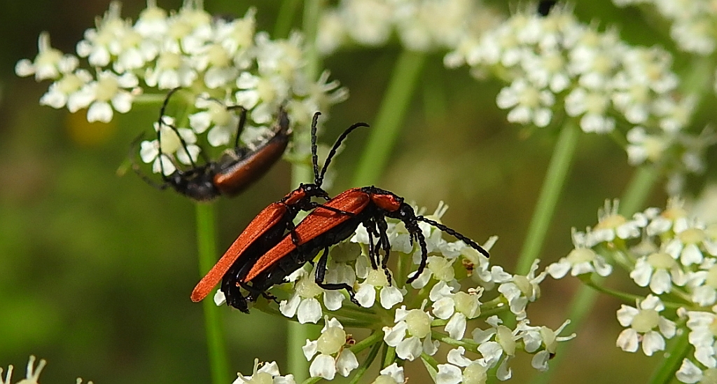 Karmazynek - Lygistopterus sanguineus
